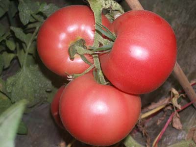 东方明珠——番茄种子